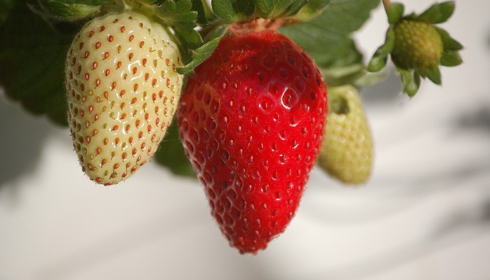 How to grow your own strawberries
